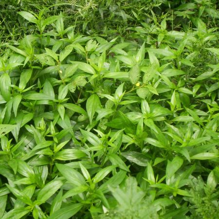 Andrographis paniculata